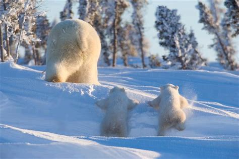 Fotos de todos los bebés del reino animal: Osos polares bebés caminando ...