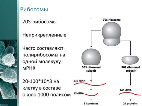Морфология микроорганизмов - презентация онлайн
