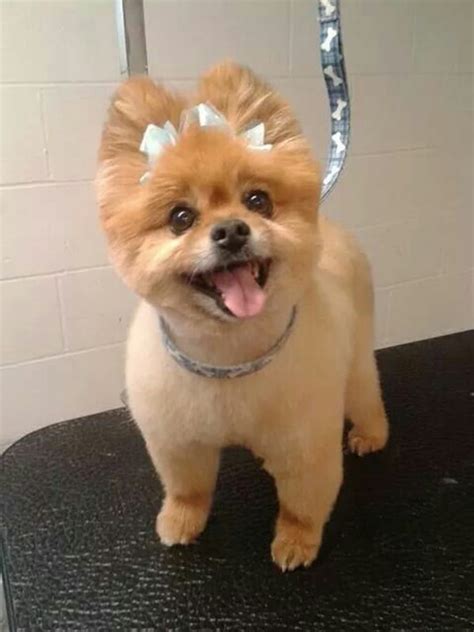 30 Dog Grooming Styles and Haircuts for Your Dog's New Look