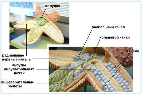 Тип иглокожие | Дистанционные уроки