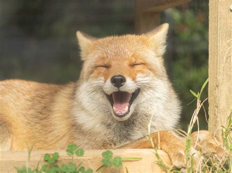 fox :: fandoms :: animals - JoyReactor