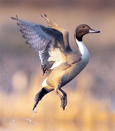 Flying Duck Photography | Pinterest