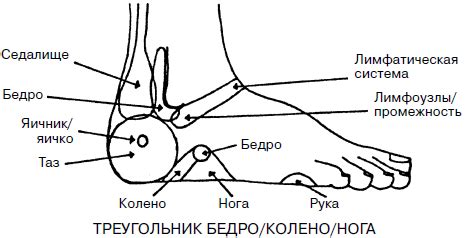 Рефлекторные зоны стопы. Целительные точки нашего тела. Практический атлас