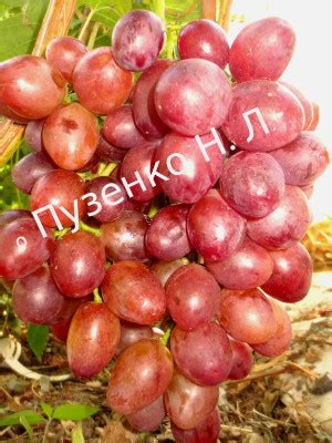 Виноград - список сортов Рубиновая капля - Снежок. Описание в магазине ...