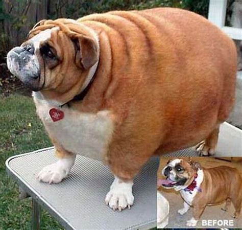 Fattest Animals In The World