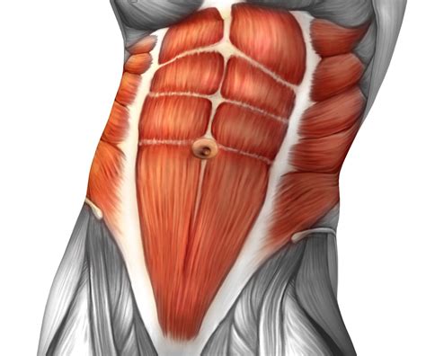 Foundational Knowledge: What are the core abdominals? — Laura Werner ...