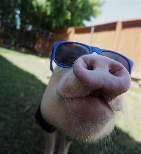 67 непрочитанных чатов | Pet pigs, Baby pigs, Cute pigs