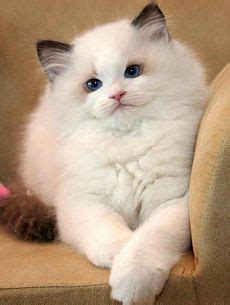 15 ideias de Olhos Famintos | gatinhos fofos, bichinhos fofos, animais ...