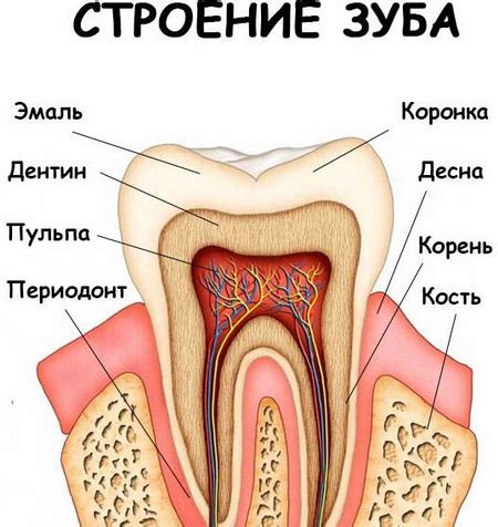Воспаление корня и костной ткани зуба: симптомы, лечение, как снять в ...