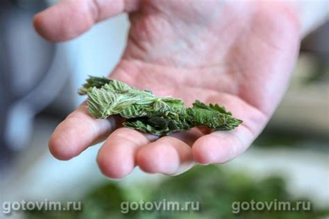 Чай из листьев земляники (ферментированных). Рецепт с фото