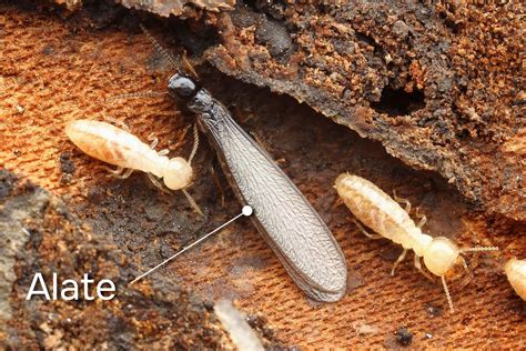 From Egg To Adult: The Fascinating Development Of Baby Termites
