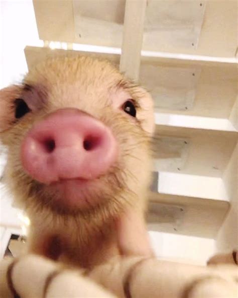 Джузеппа 🔹 Минипиг MinipigさんはInstagramを利用しています:「Скрытая Камера, которую ...