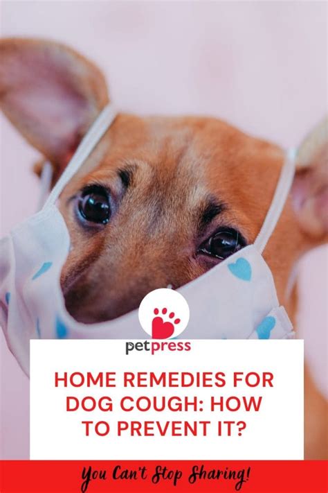 Home Remedies for Dog Cough: How to Prevent it? - PetPress