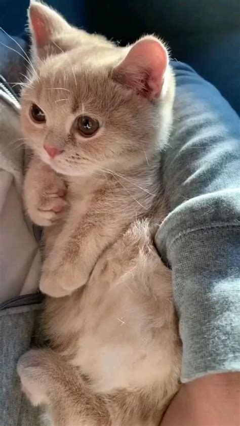 adorable kitty