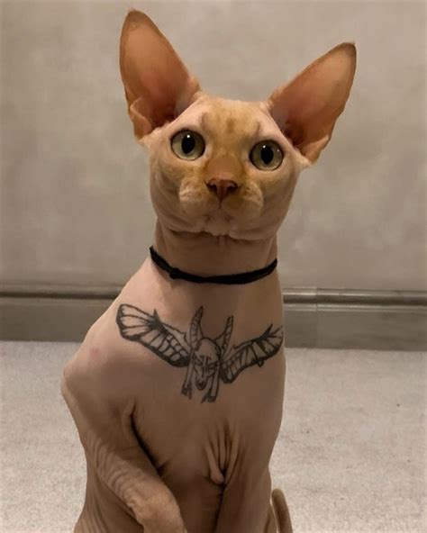 Tattoo [Box] Татуировки | ВКонтакте