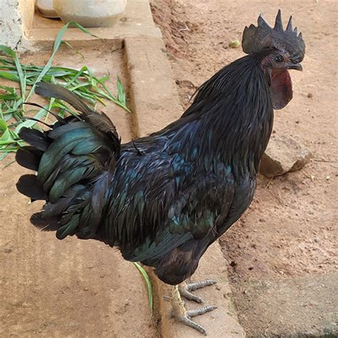 kadaknath chicken suppliers breeders high protein poultry