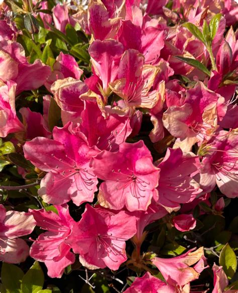 lydia feiler (@lydiaafeiler) • Instagram photos and videos