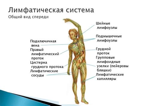 Симптомы, диагностика, лечение и реабилитация после удаления лимфоузлов ...