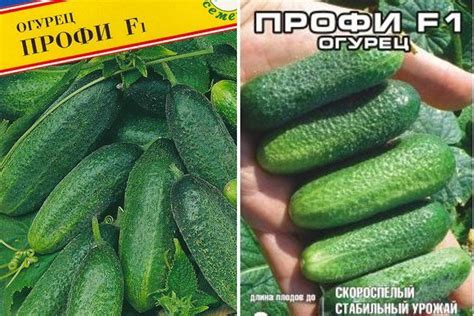 Огурец Профи F1: описание и фото, отзывы, характеристика сорта, урожайность