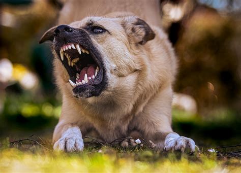 Angry Dog Photos, Download The BEST Free Angry Dog Stock Photos & HD Images