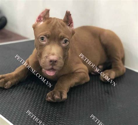 Chó Pitbull - Pet House - Cửa hàng thú cưng và phụ kiện