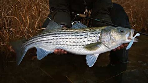 9 Best Striper Lures for River Fishing (2022) - Bass Tackle Lures