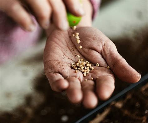 What Is A Seed? Seed Basics To Help You Grow Better Plants | Gardening ...