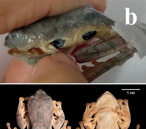 Species New to Science: [Herpetology • 2022] Rhacophorus napoensis • A ...