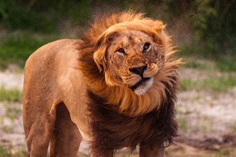 wild images photography tours botswana photography tours wildlife
