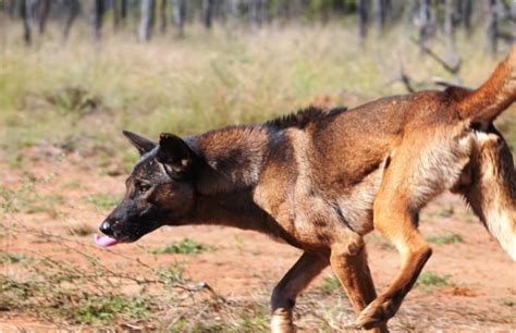 Australian Wild Dog