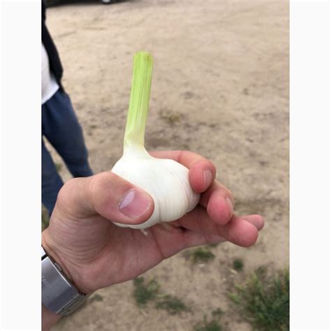 Чеснок оптом — Agro-Uzbekistan