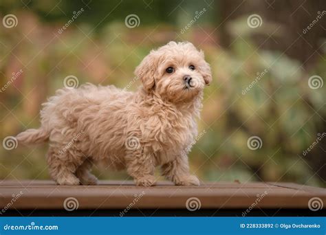 Maltipoo Dog. Adorable Maltese and Poodle Mix Puppy Stock Photo - Image ...