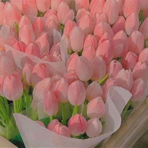 pinterest  lnelysoull flower aesthetic tulips flowers pretty flowers