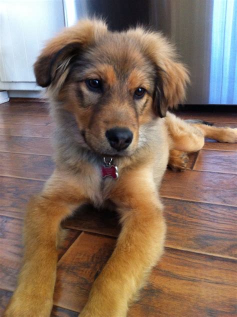German Shepherd With Golden Retriever Mix - Pupherd
