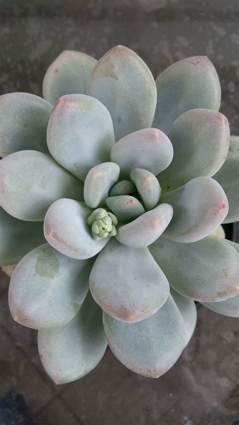 Pachyveria