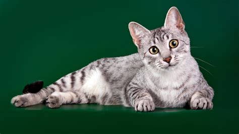 Породы пятнистых кошек с фото и названиями: кошки с леопардовым окрасом