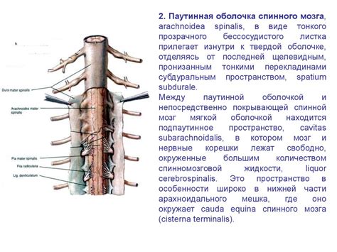 Оболочки головного и спинного мозга - презентация онлайн