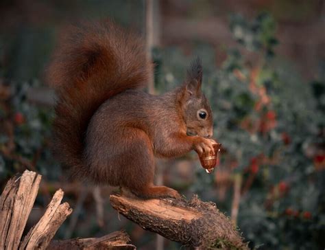 Cute Squirrels | Animals