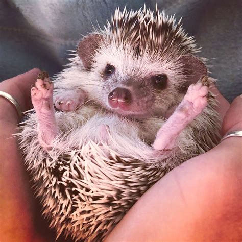 tips for hedgehog biting naturally 3