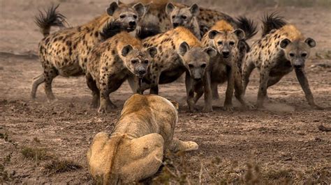 The King vs. The Pack: Can One Lion Truly Overpower 20 Hyenas?nt