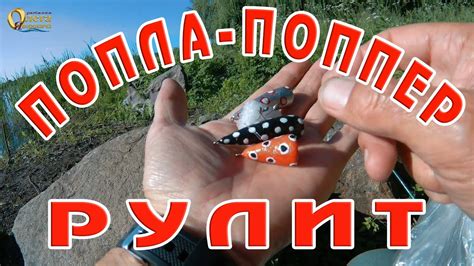 Ловля красноперки на ПОПЛА – ПОППЕР. - YouTube