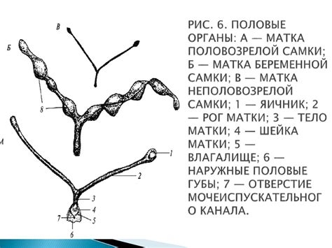 Половая система самок животных - презентация онлайн