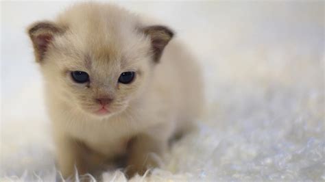 Kittens