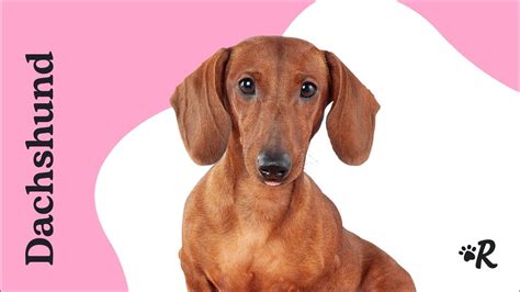 The 159 Most Popular Dachshund Names | Dog Names From Rover.com