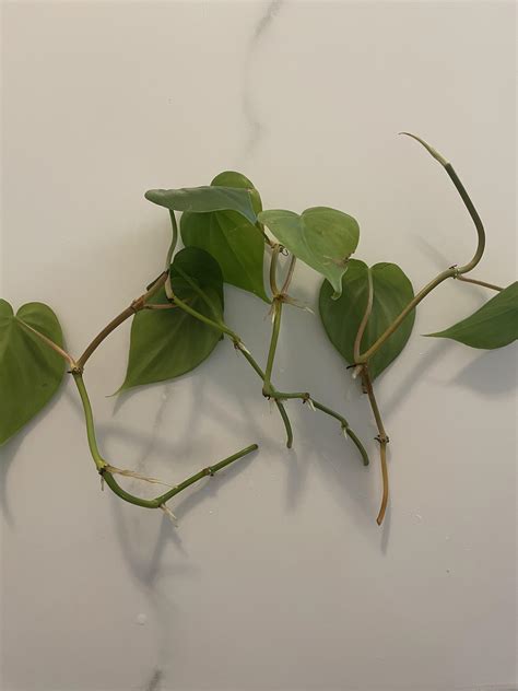 Planting Help? : r/plantclinic