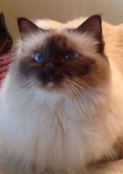 Chocolate Birman 💗Liam💗 | Cute cats, Beautiful cats, Birman cat