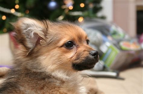 8 Popular Toy Poodle Mixes | BeChewy
