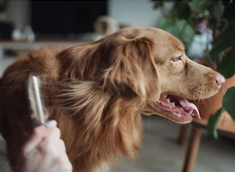 how to get rid of dry skin for dogs