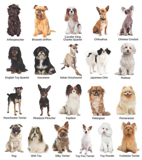 Choosing a Dog Breed