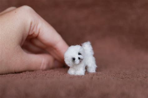 Maltese Poodle Girl Pure Maltese & Crossbreeds | Willowbrook Kennel